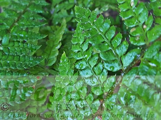 Dryopteris filix-mas
