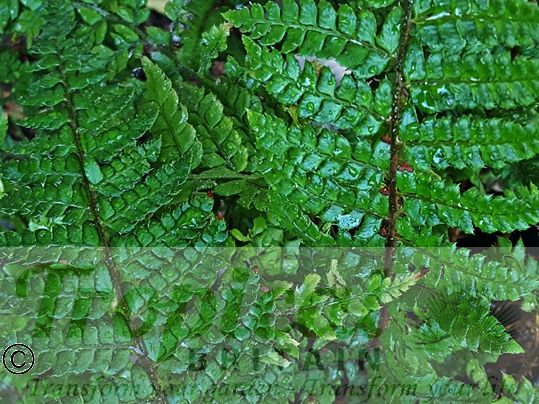 Dryopteris filix-mas