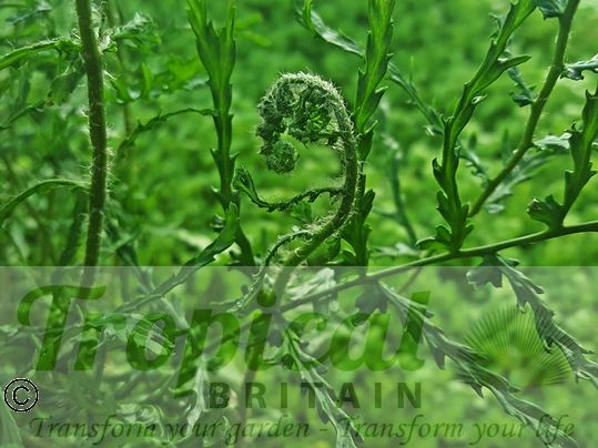Dryopteris filix-mas 'Linearis Polydactyla'﻿