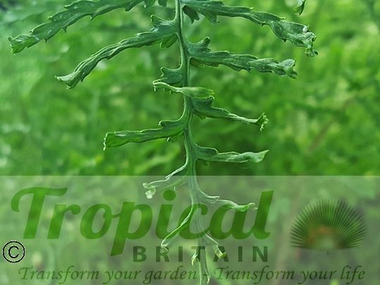 Dryopteris filix-mas 'Linearis Polydactyla'﻿