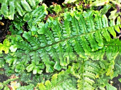 Dryopteris pseudomas 'Cristata'