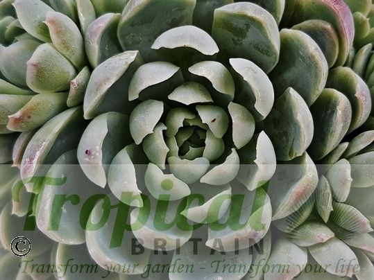 Echevaria elegans
