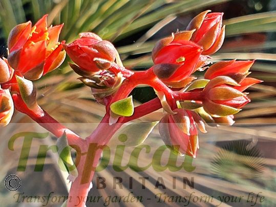 Echeveria 'Black Prince'