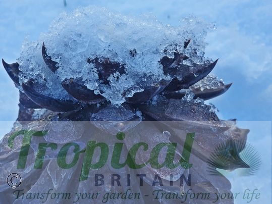 Echeveria 'Black Prince' - hardier than you might think
