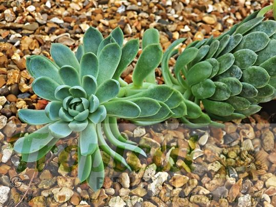 Echeveria elegans