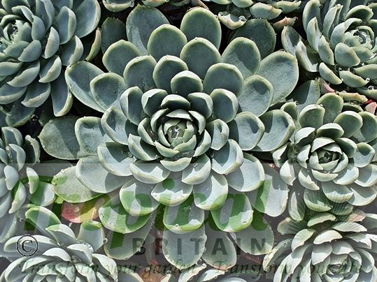 Echeveria elegans