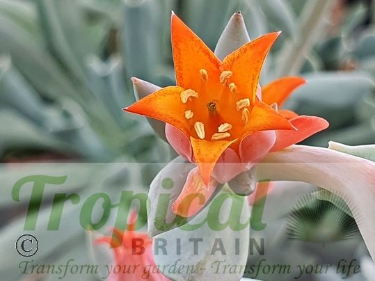 Echeveria runyonii 'Topsy Turvy'