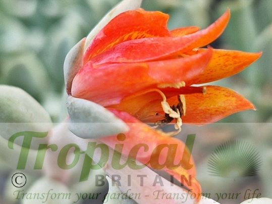 Echeveria runyonii 'Topsy Turvy'