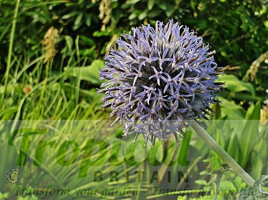 Echinops ritro 'Veitch's Blue'