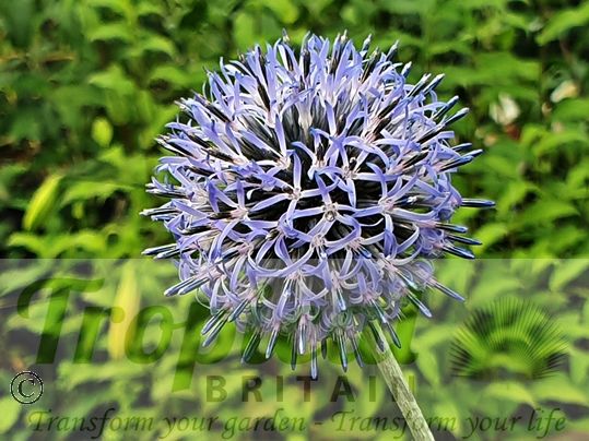 Echinops ritro 'Veitch's Blue'