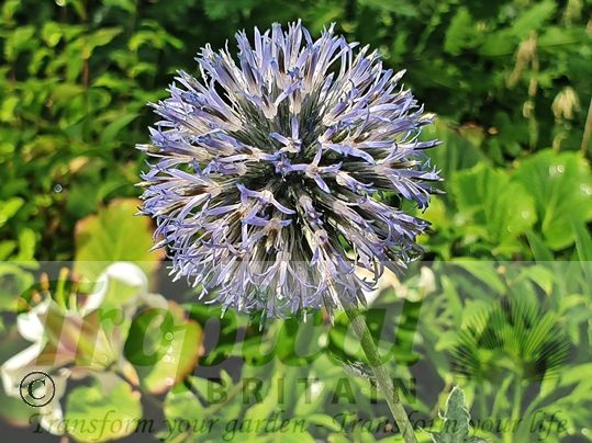 Echinops ritro 'Veitch's Blue'