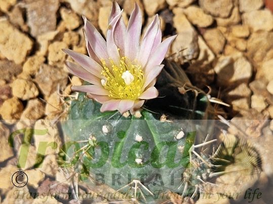Echinocereus knippelianus