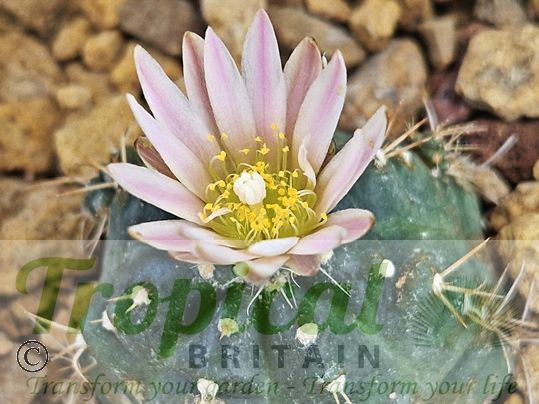 Echinocereus knippelianus