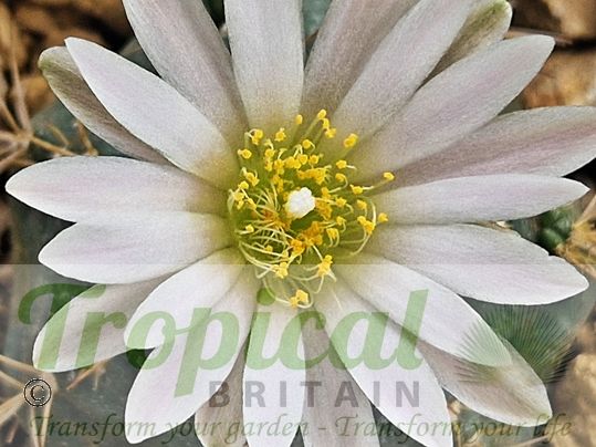 Echinocereus knippelianus