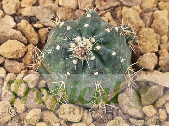 Echinocereus knippelianus