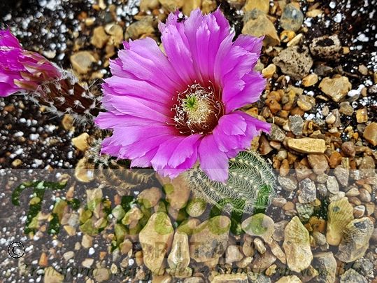 Echinocereus reichenbachii