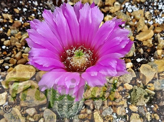 Echinocereus reichenbachii