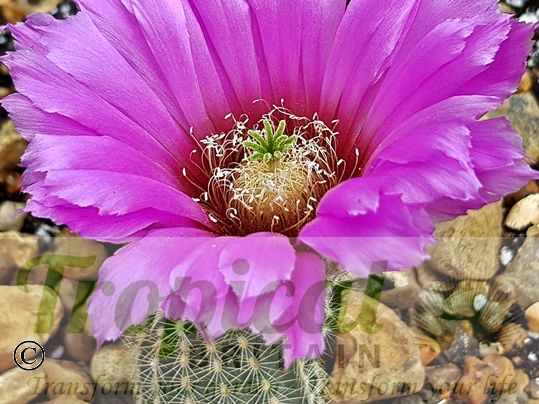 Echinocereus reichenbachii