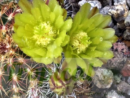 Echinocereus viridiflorus
