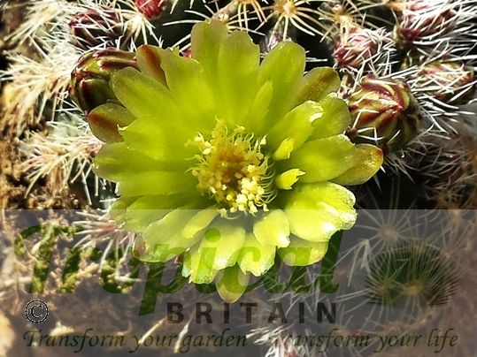 Echinocereus viridiflorus