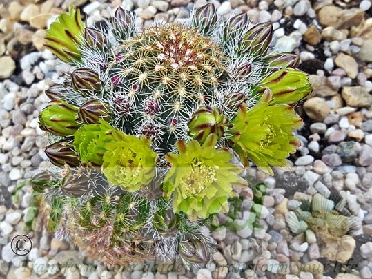Echinocereus viridiflorus