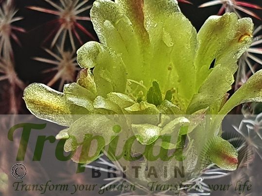 Echinocereus viridiflorus