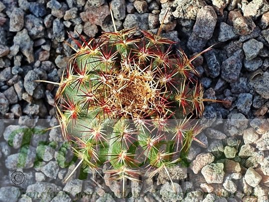 Echinocereus viridiflorus