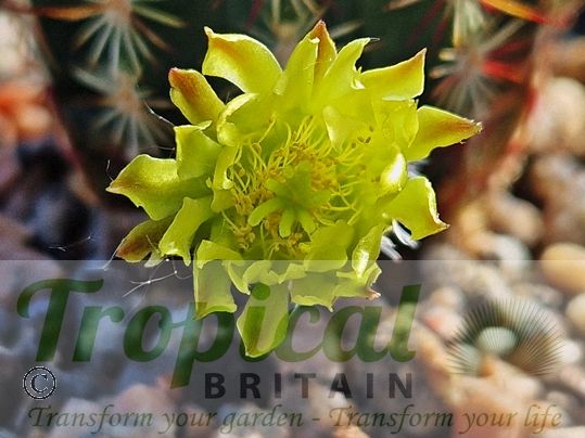 Echinocereus viridiflorus
