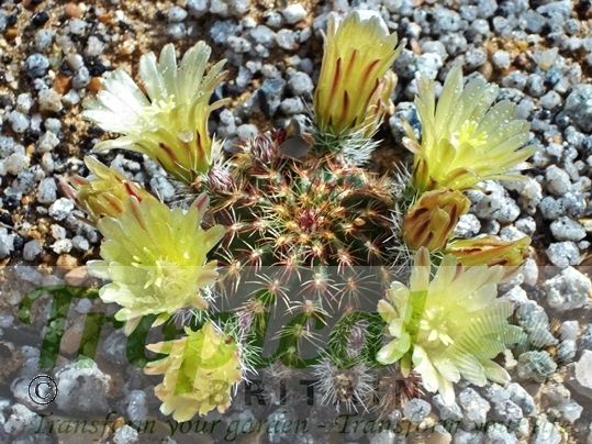 Echinocereus viridiflorus
