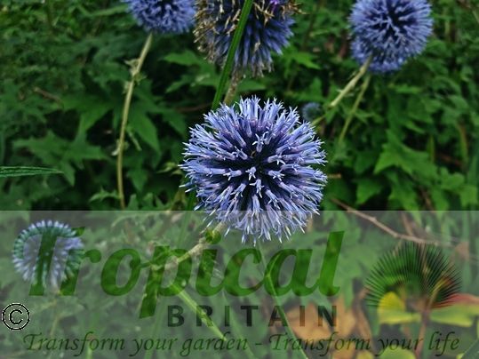 Echinops ritro 'Veitch's Blue'