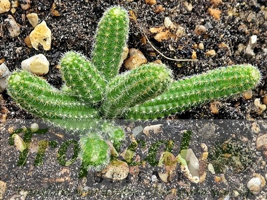 Chamaecereus silvestrii