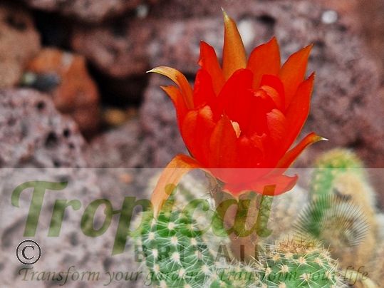 Chamaecereus silvestrii