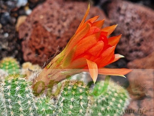Chamaecereus silvestrii