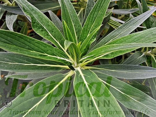 Echium fastuosum