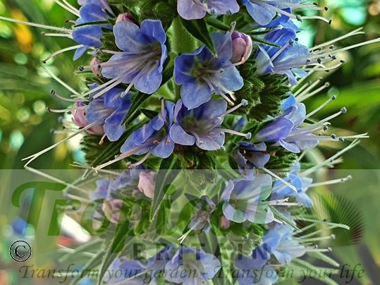 Echium fastuosum