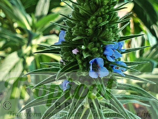 Echium fastuosum