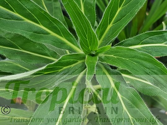 Echium fastuosum