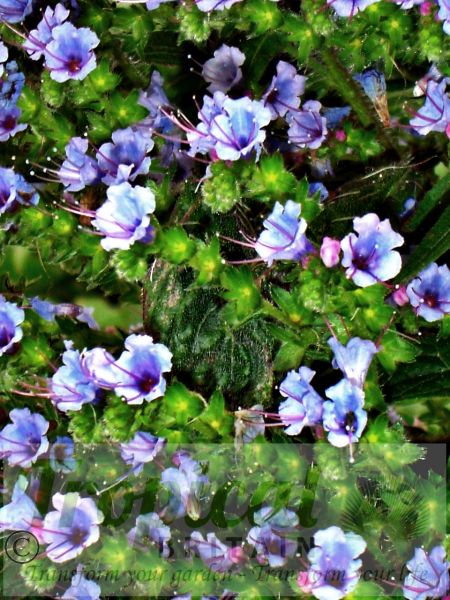Echium pininana - bee paradise