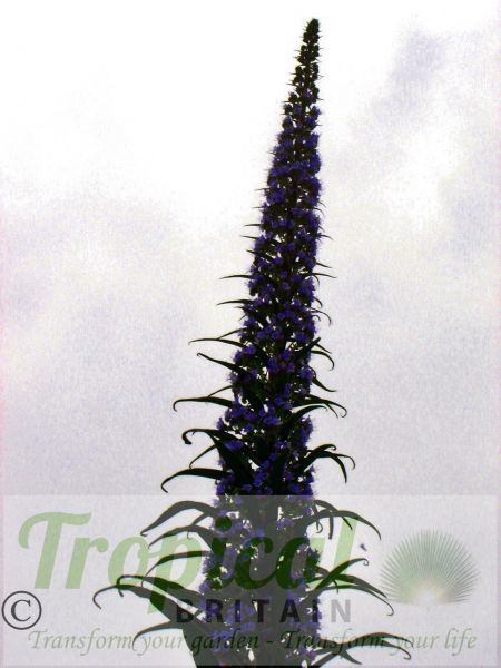 Echium pininana