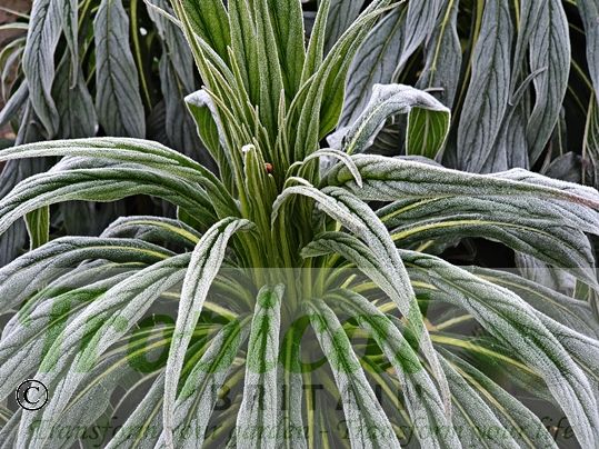Echium pininana 'Alba' - Snow Tower - handles a light to moderate frost once established
