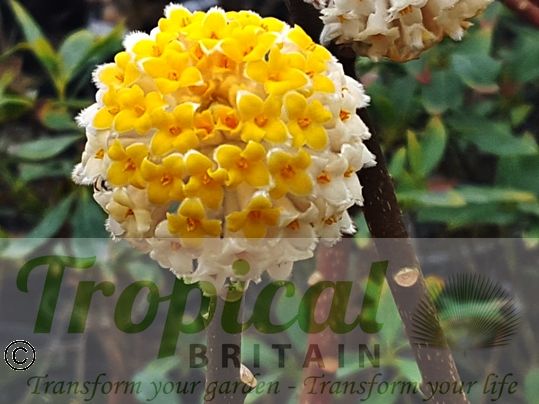 Edgeworthia chrysantha