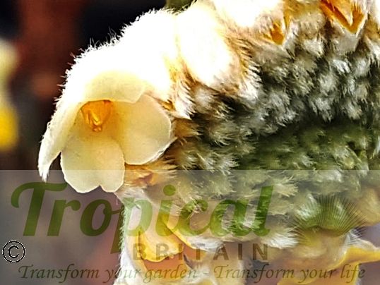 Edgeworthia chrysantha