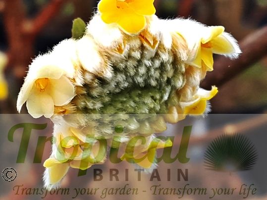 Edgeworthia chrysantha
