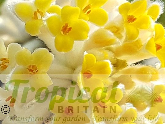 Edgeworthia chrysantha