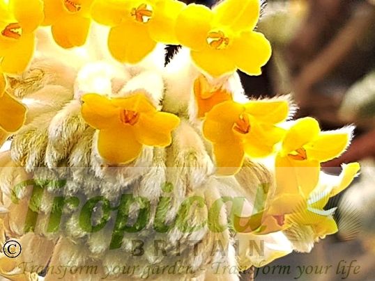 Edgeworthia chrysantha