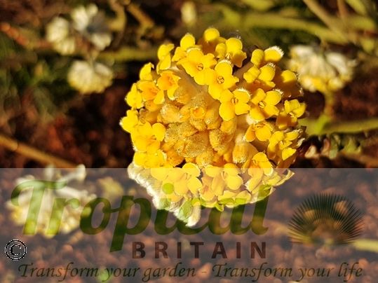 Edgeworthia chrysantha