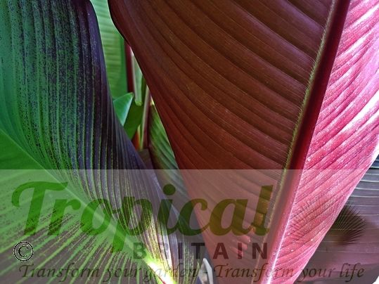 Ensete ventricosum 'Maurelii'