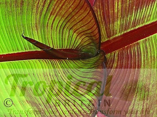 Ensete ventricosum 'Maurelii'