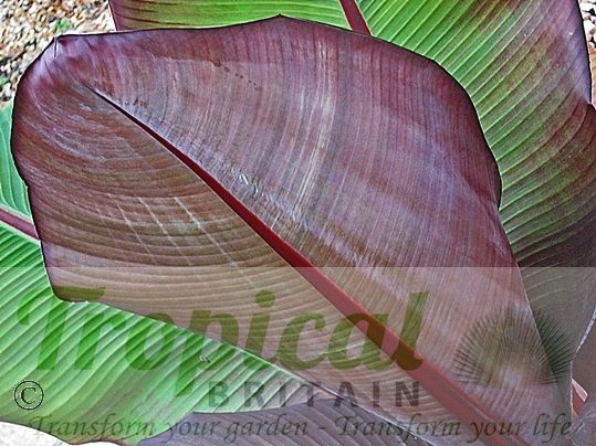 Ensete ventricosum 'Maurelii'