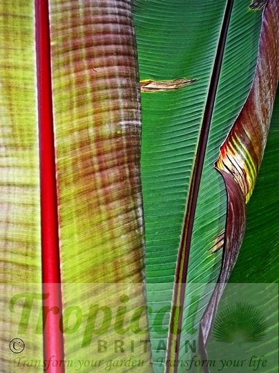 Ensete ventricosum 'Maurelii'